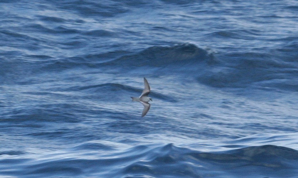 Fork-tailed Storm-Petrel - ML141626841