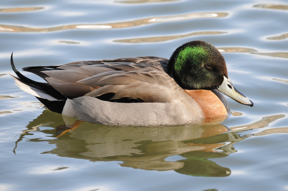 Mallard x Northern Pintail (hybrid) - Max  Chalfin-Jacobs