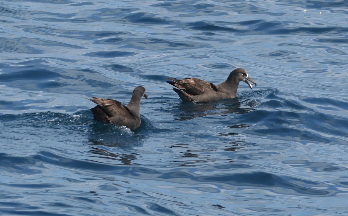Black-footed Albatross - ML141627161