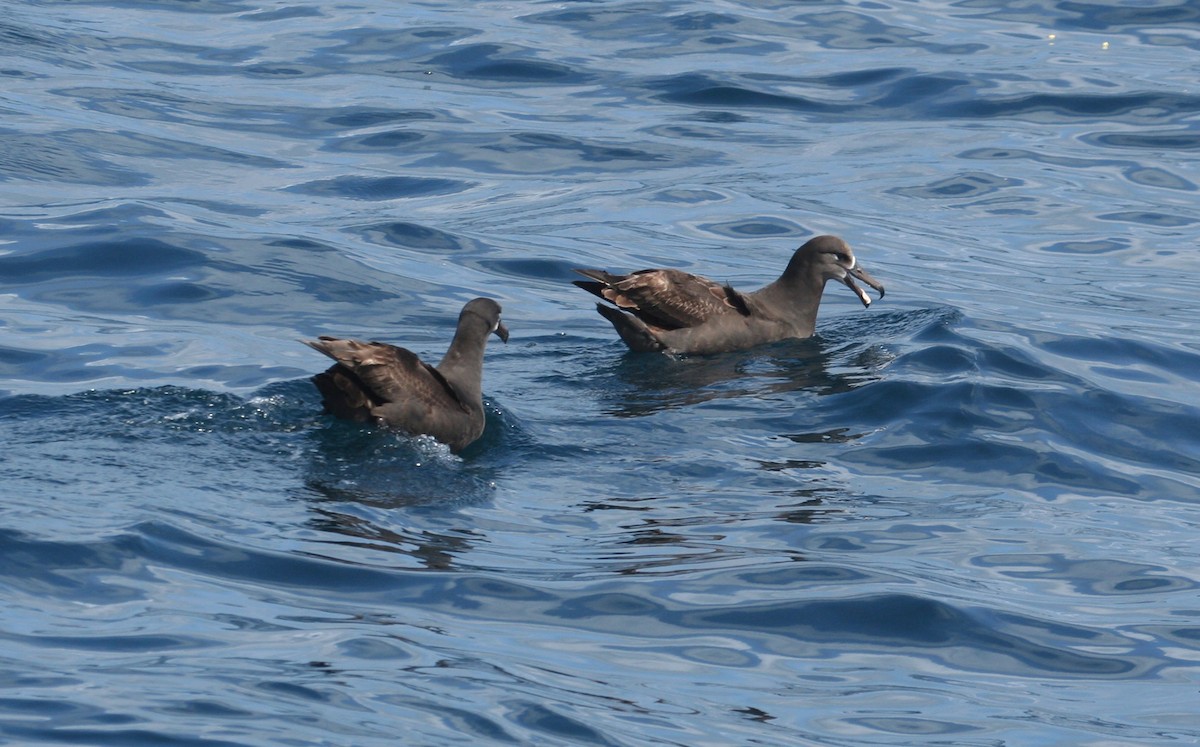 Black-footed Albatross - Sam Stuart