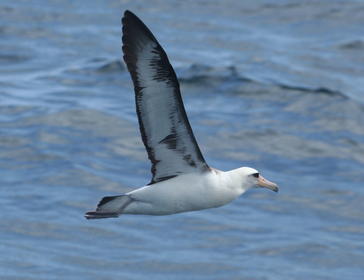 Laysan Albatross - ML141627171