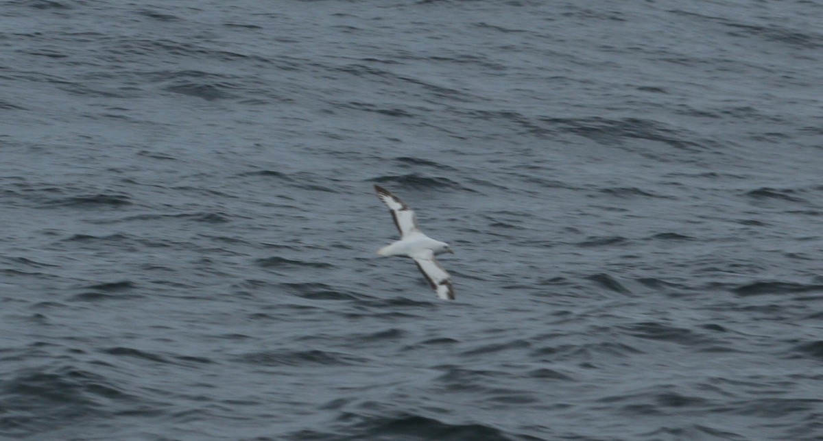 Northern Fulmar - ML141627451