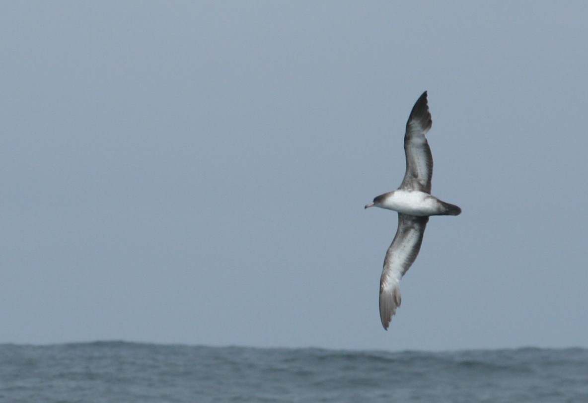 Pink-footed Shearwater - ML141627481