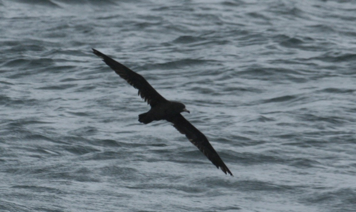 Flesh-footed Shearwater - ML141627491