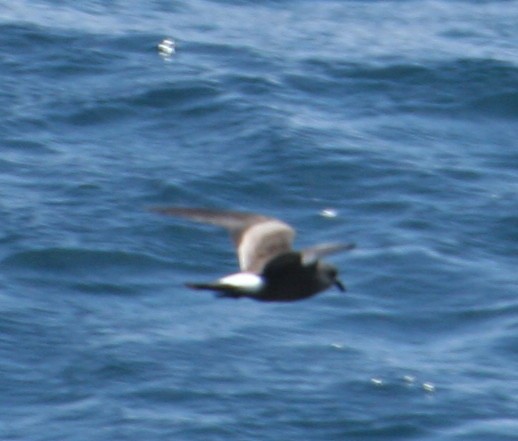 Leach's Storm-Petrel - ML141627531