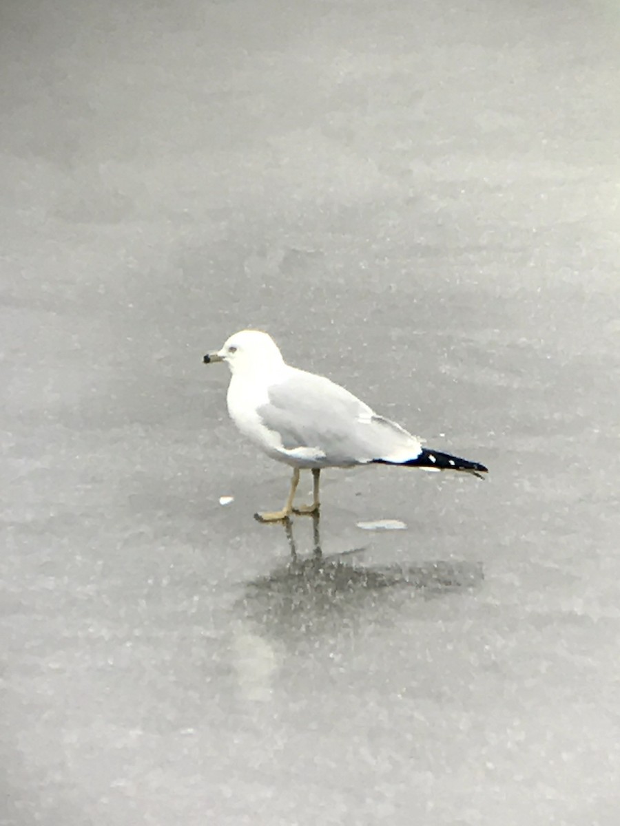 Ring-billed Gull - ML141628021