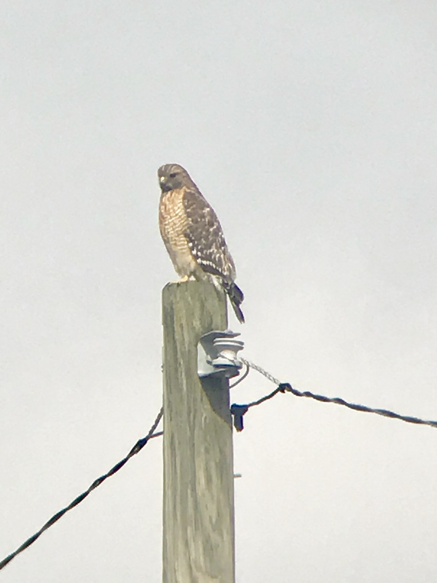 Red-shouldered Hawk - ML141628101