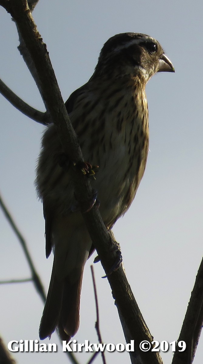 Rose-breasted Grosbeak - ML141628361