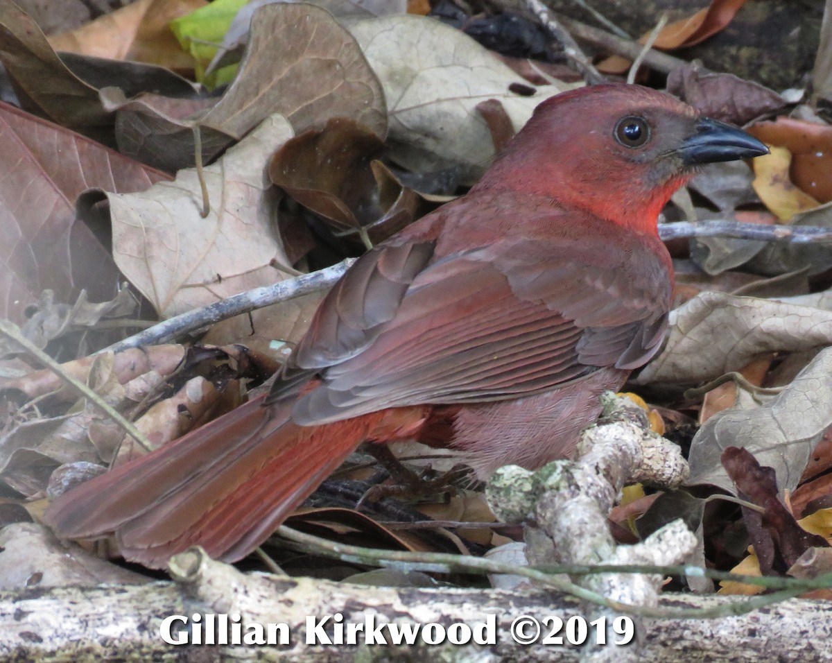 Red-throated Ant-Tanager - ML141628991