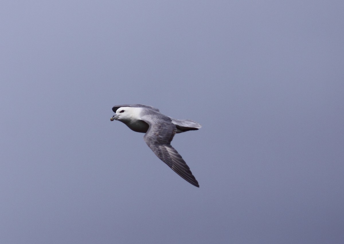 Northern Fulmar - Andrew Steele