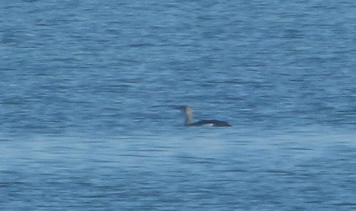 Red-throated Loon - Javier Prieta