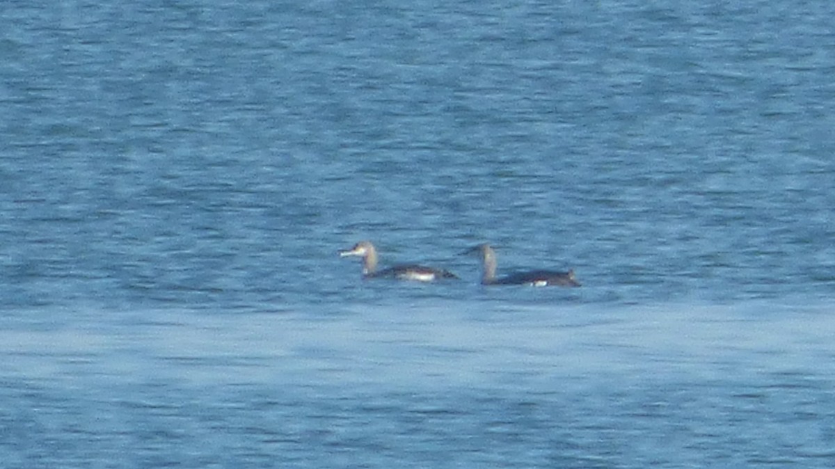 Red-throated Loon - Javier Prieta