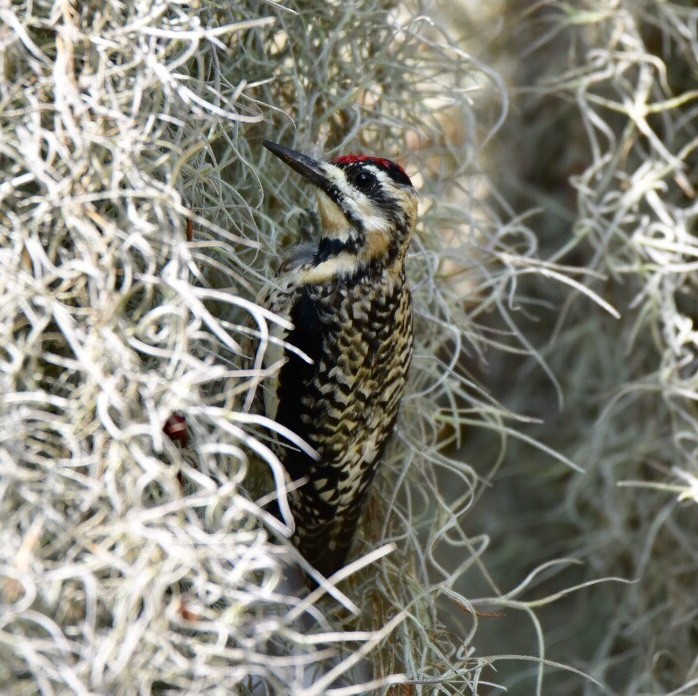 Yellow-bellied Sapsucker - ML141633291