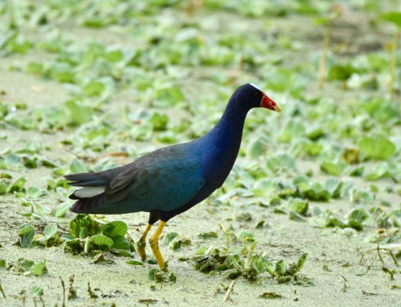 Purple Gallinule - Bob & Anne-Marie Taylor