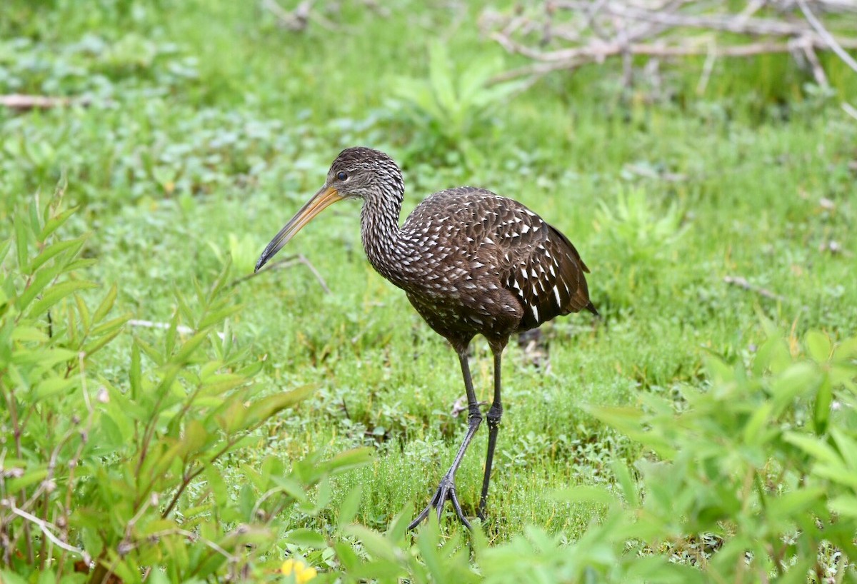 Limpkin - ML141634611