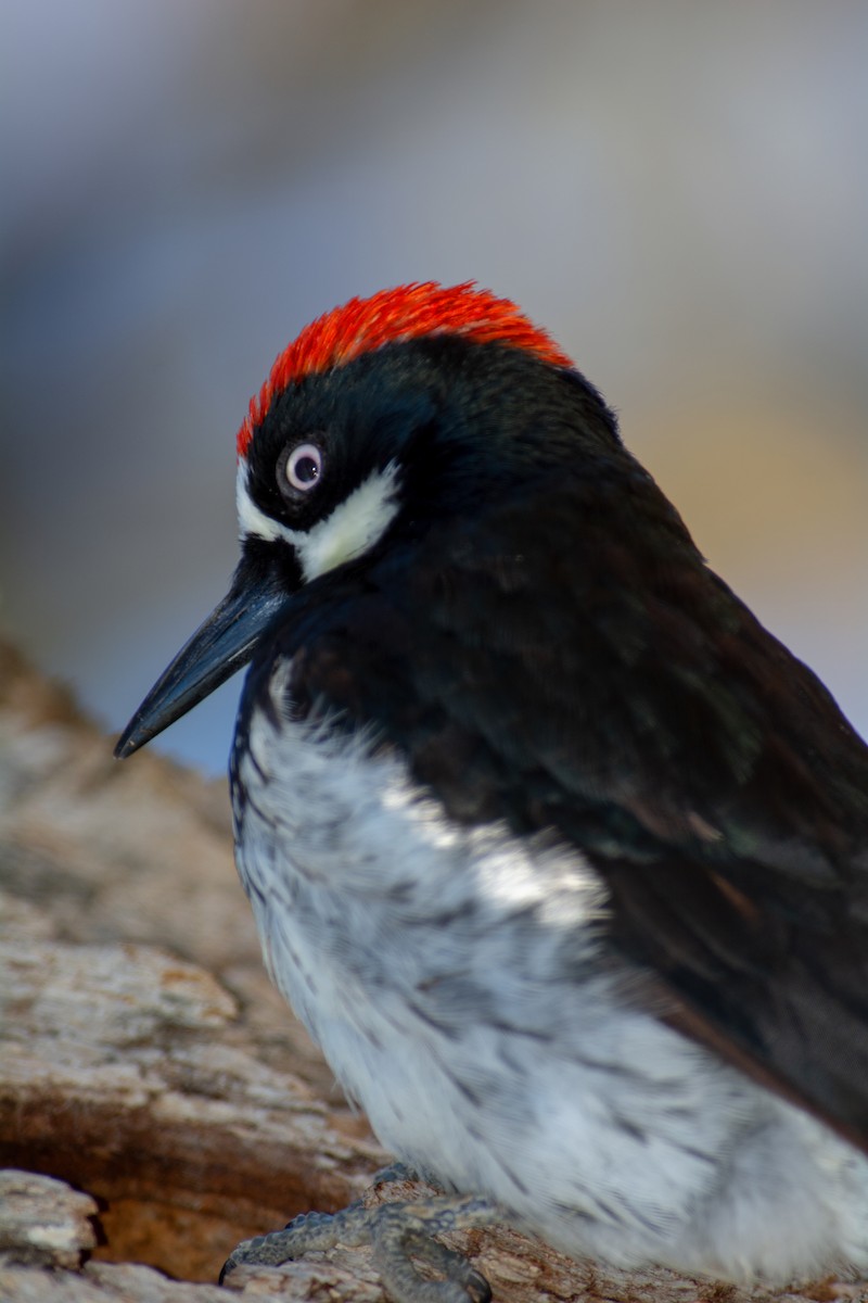 Acorn Woodpecker - ML141634691