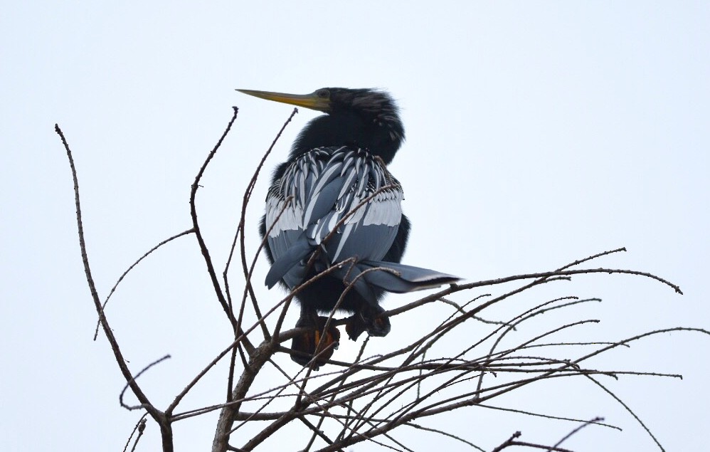 anhinga americká - ML141634771