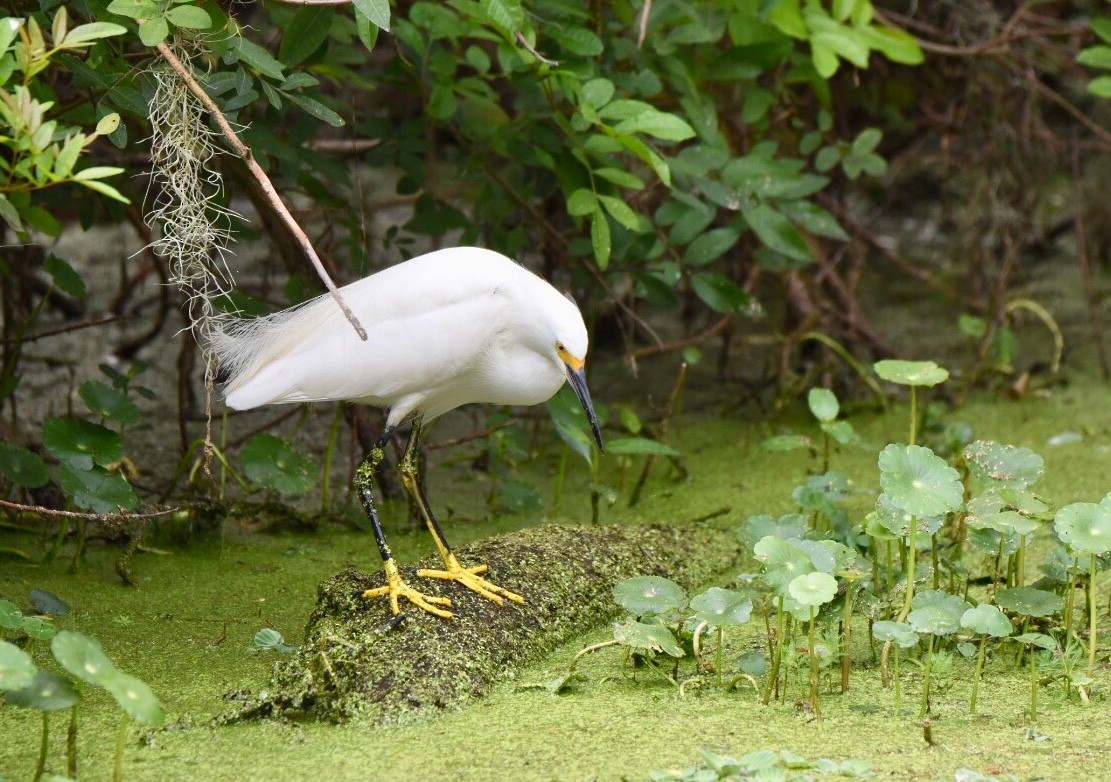 Snowy Egret - ML141634881