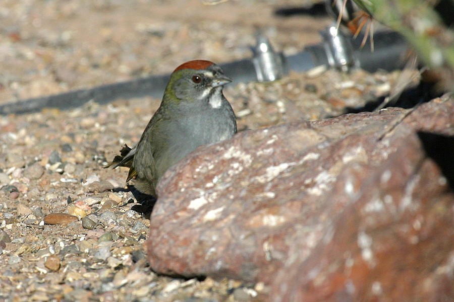 Green-tailed Towhee - ML141634891