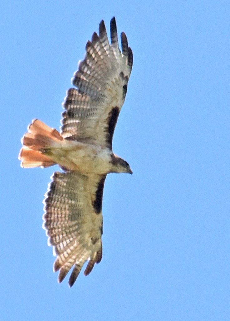 Red-tailed Hawk - Steven Mlodinow