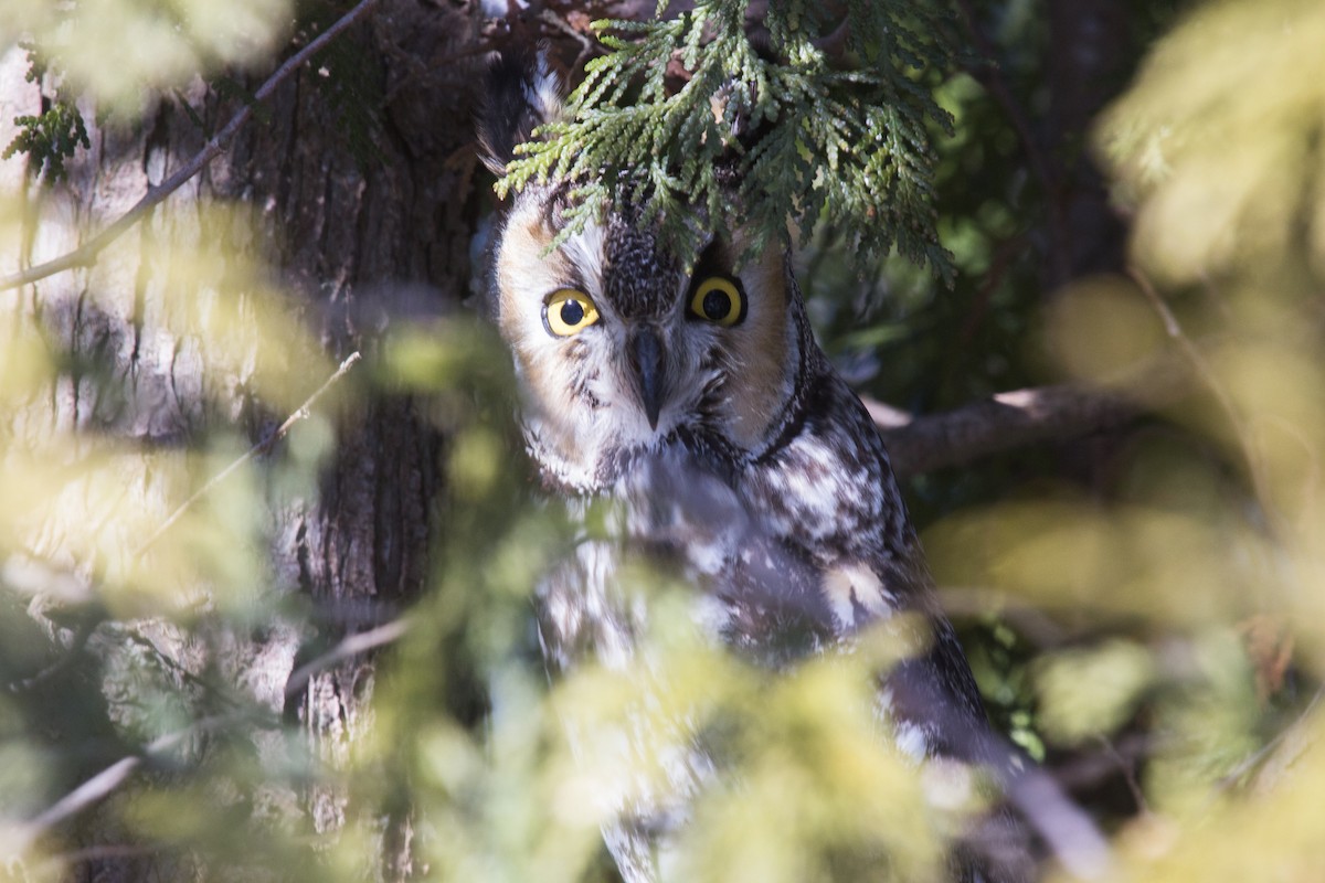 Long-eared Owl - Brandon Edwards