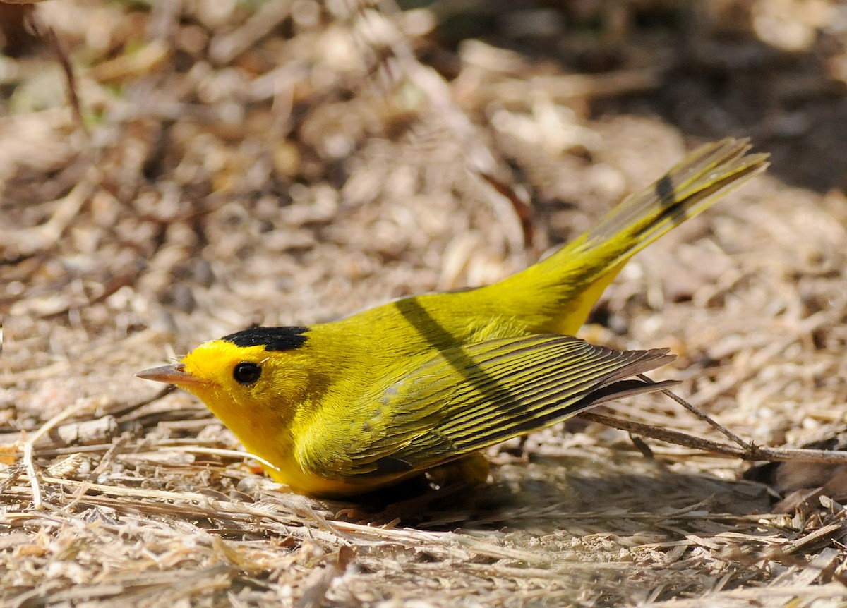 Wilson's Warbler - ML141641131