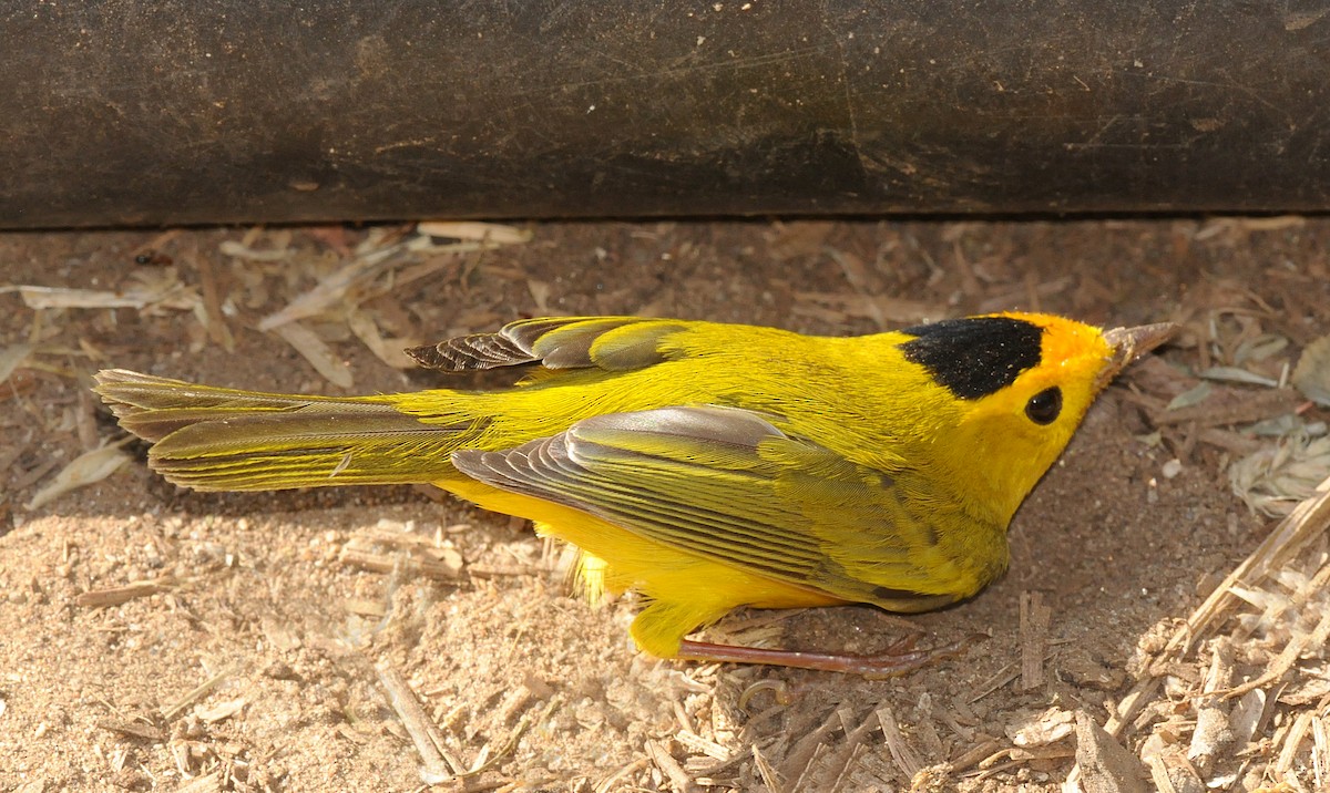 Wilson's Warbler - ML141641151