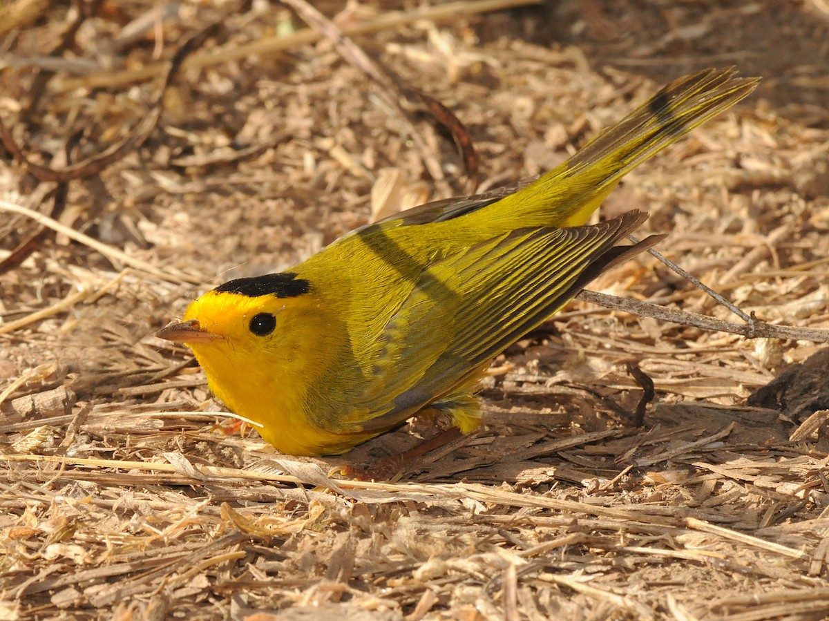 Wilson's Warbler - ML141641161