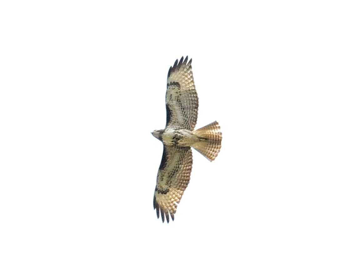 Red-tailed Hawk (calurus/alascensis) - ML141641251