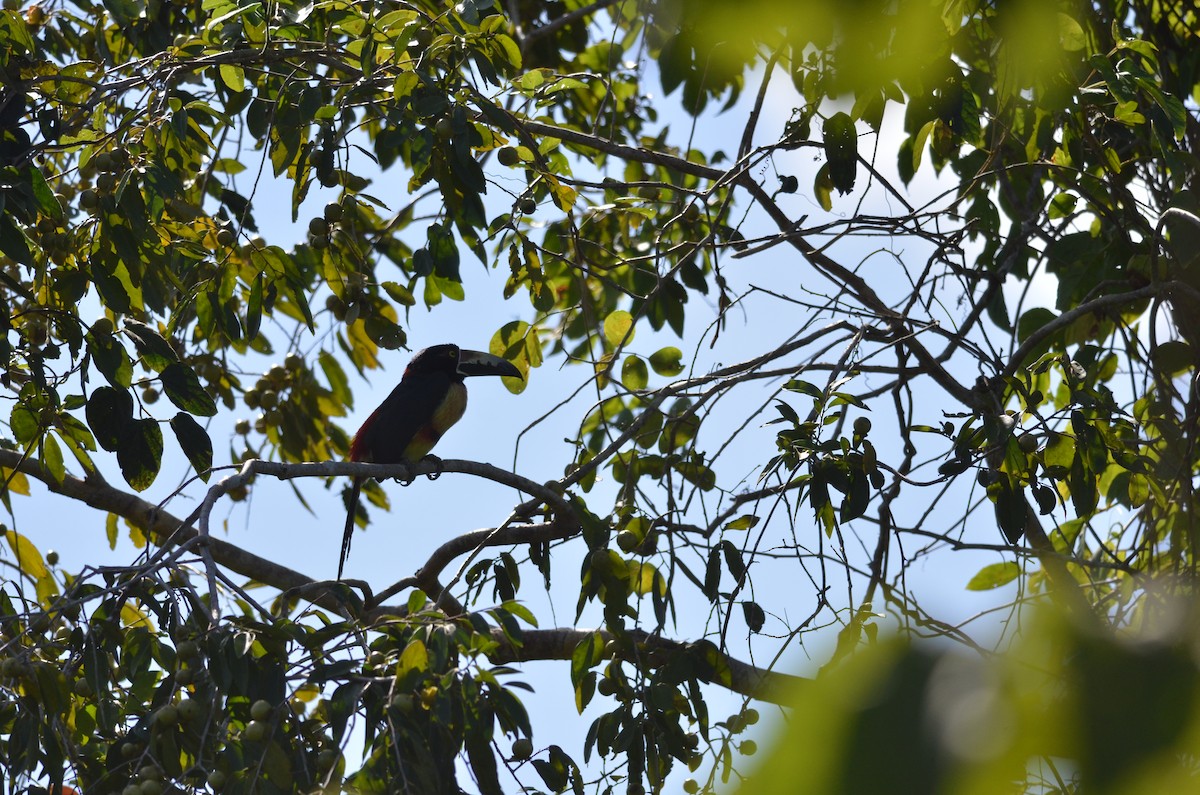 Collared Aracari - ML141641441