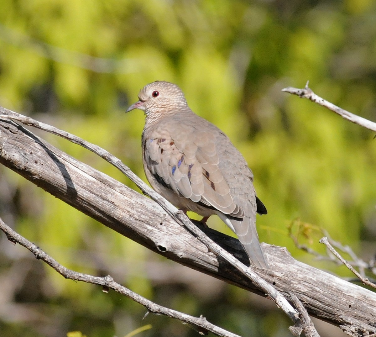 Common Ground Dove - ML141641491