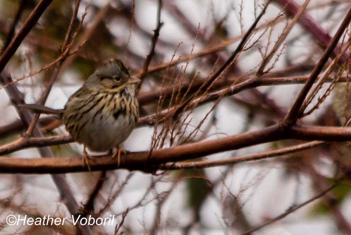 Lincoln's Sparrow - ML141642051