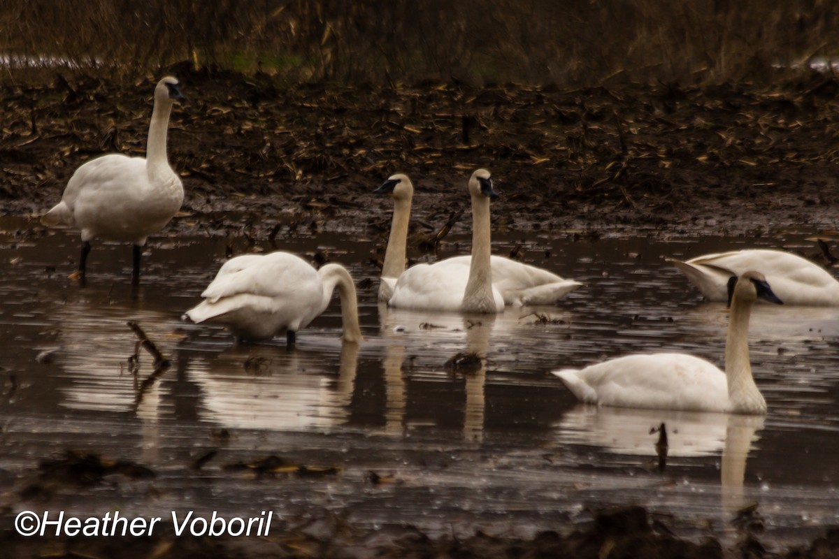 Trumpeter Swan - ML141642181