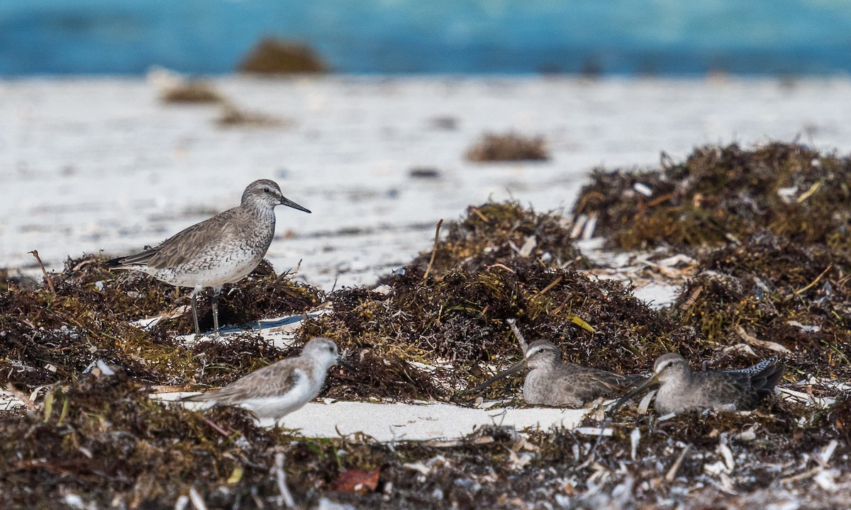 Red Knot - ML141642721