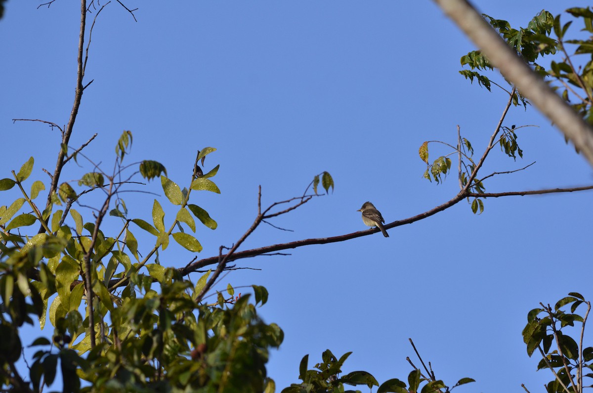 Northern Tropical Pewee - ML141642881