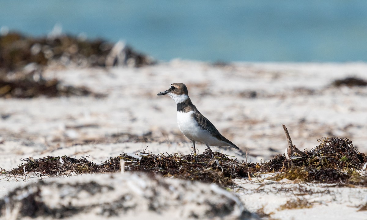 Wilson's Plover - ML141642931