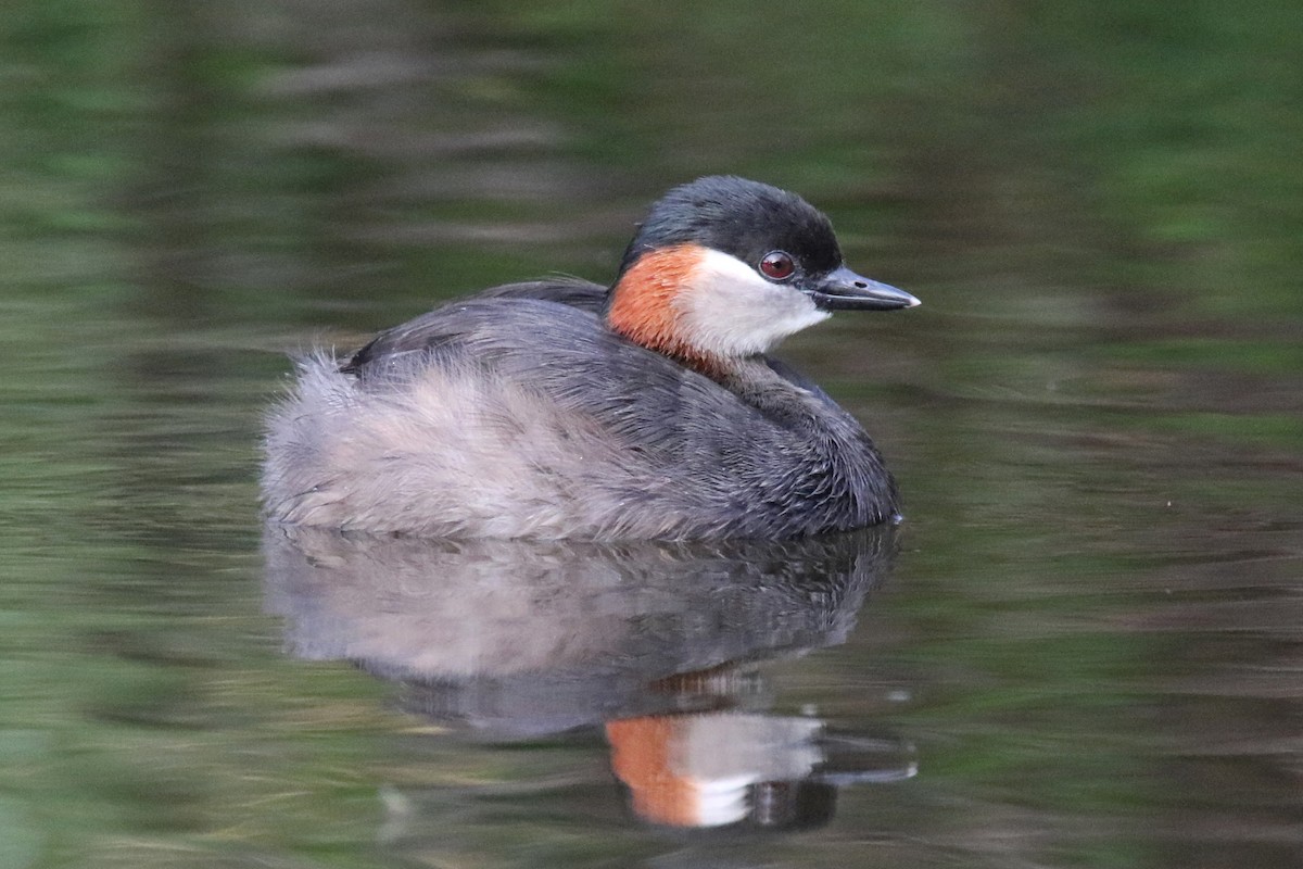 Madagascar Grebe - ML141643151