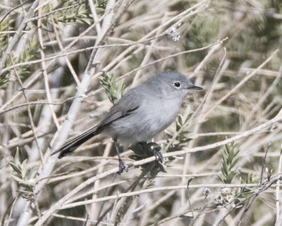 Black-tailed Gnatcatcher - ML141643211