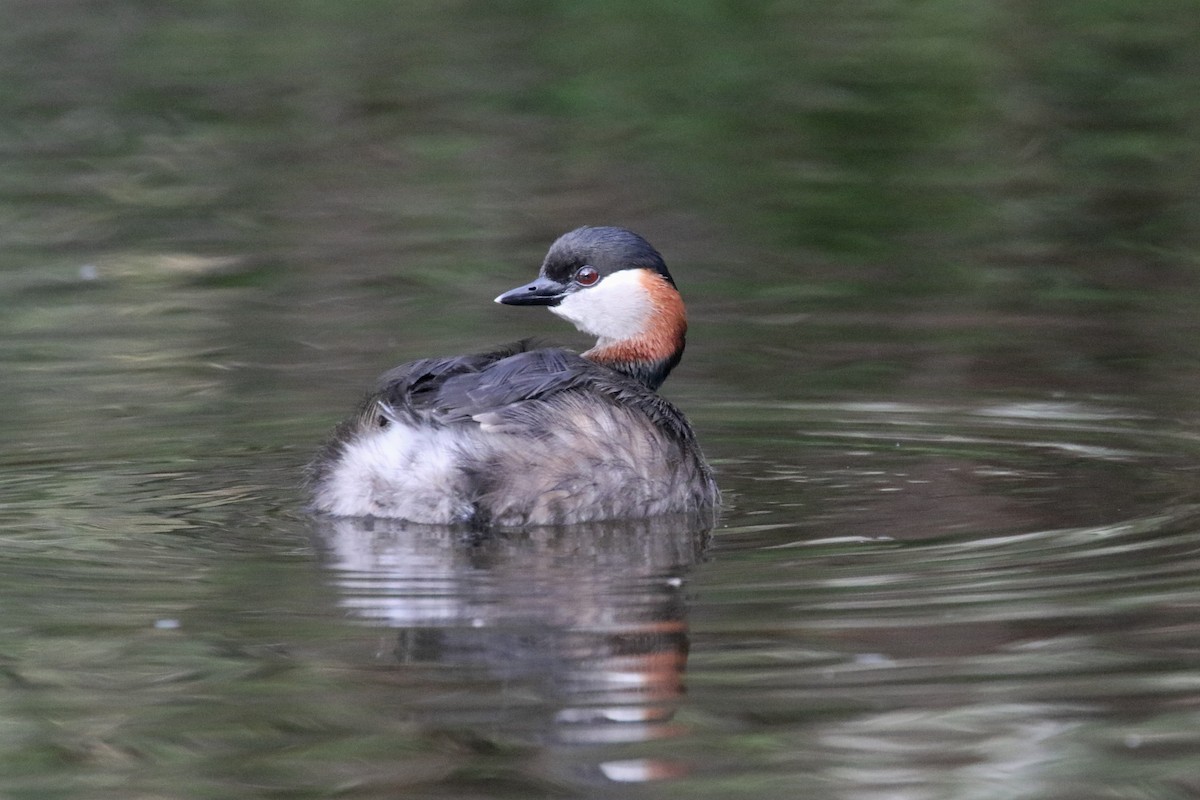 Madagascar Grebe - Stephen Gast