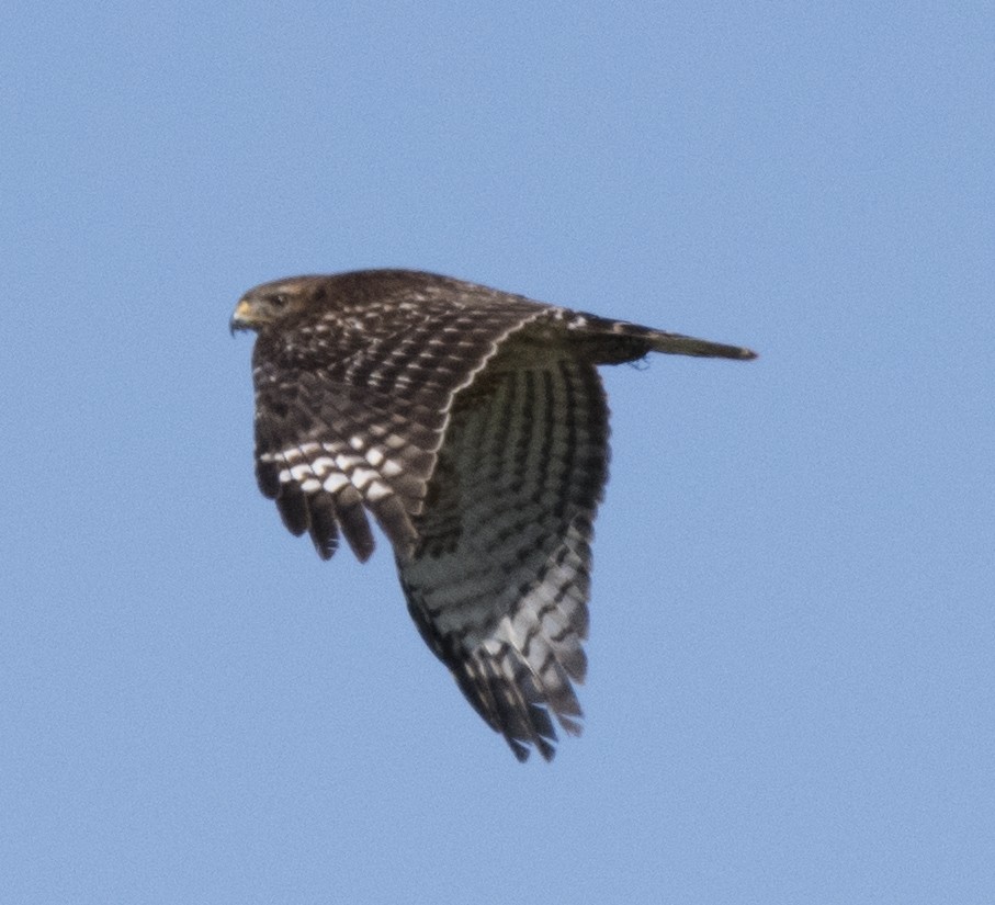 Red-shouldered Hawk - Loree Johnson