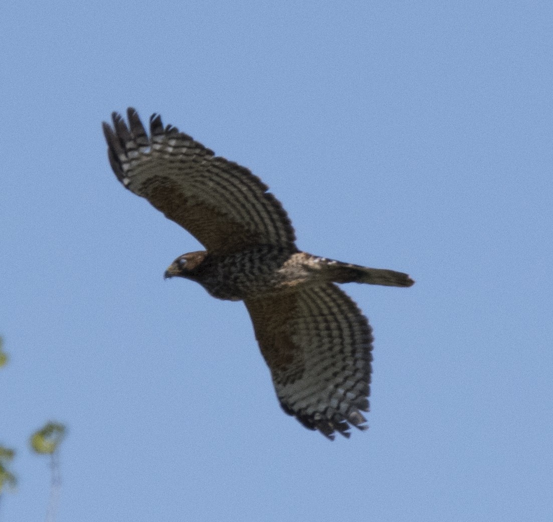 Rotschulterbussard - ML141643511