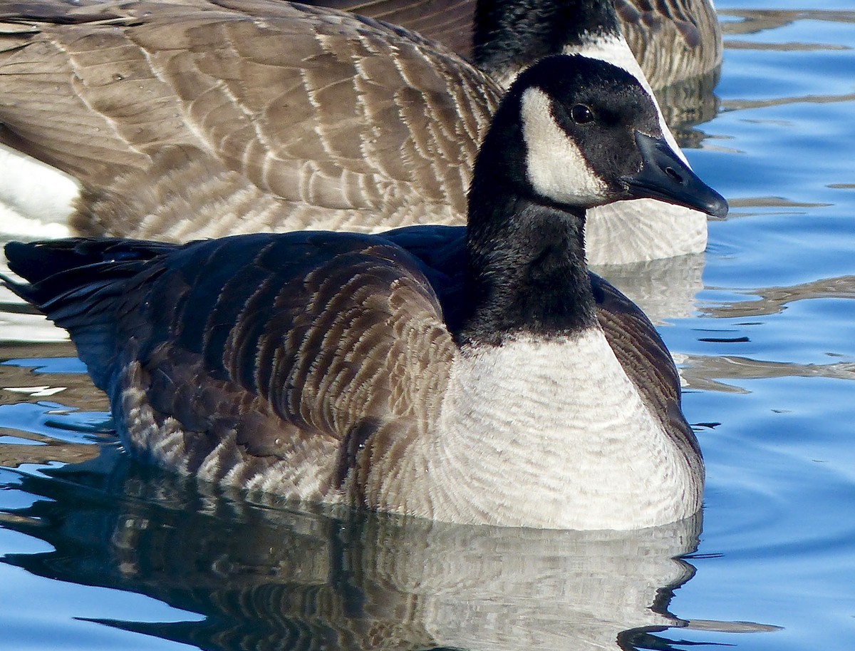 Canada Goose - ML141644081