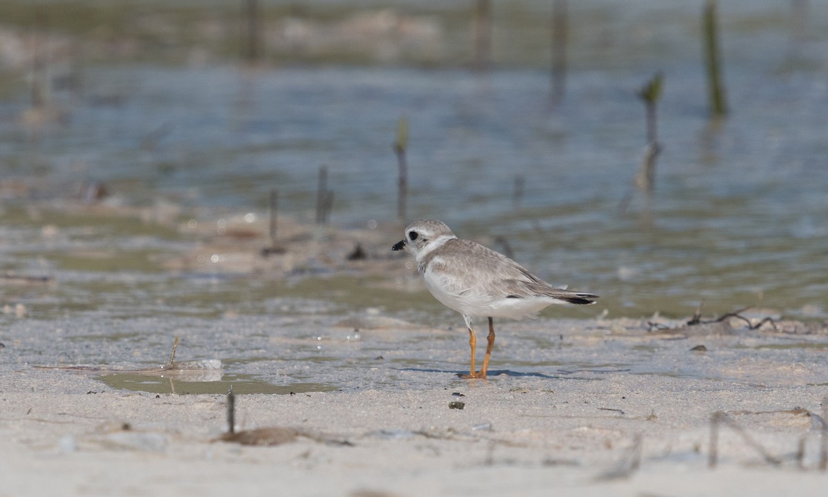 Piping Plover - ML141644391