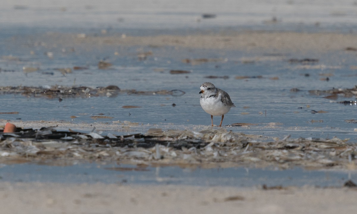 Piping Plover - ML141644411
