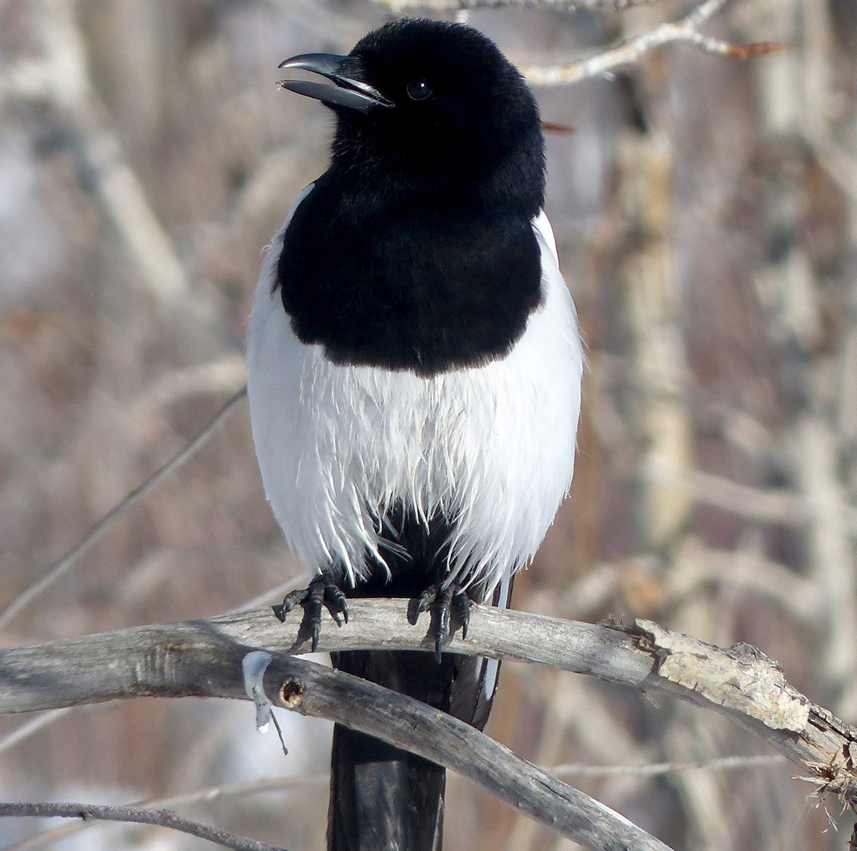 Black-billed Magpie - ML141644451