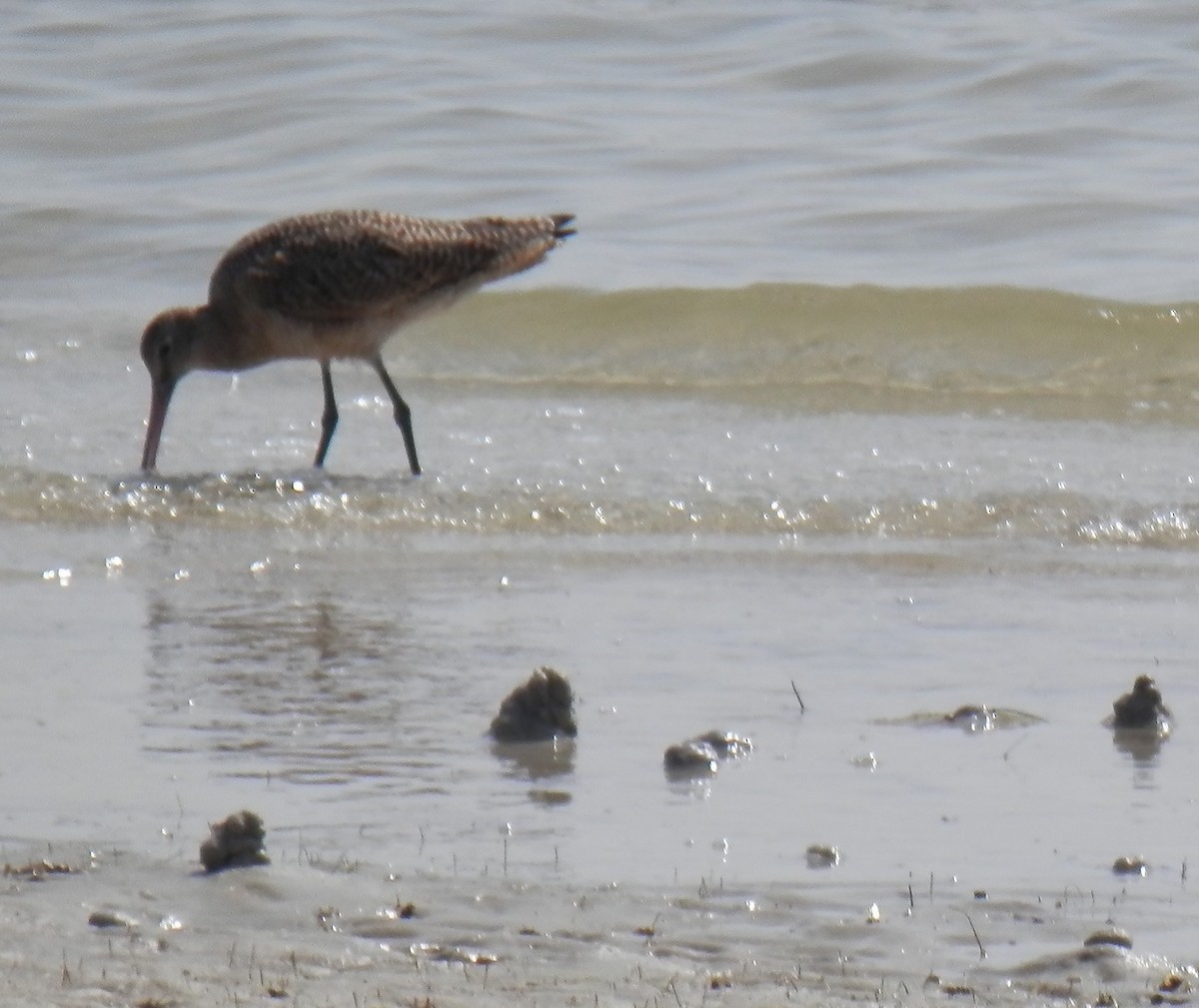 Marbled Godwit - ML141644581