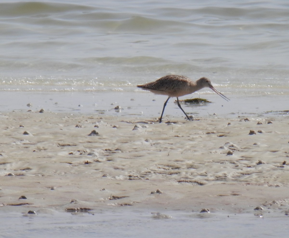 Marbled Godwit - ML141644641