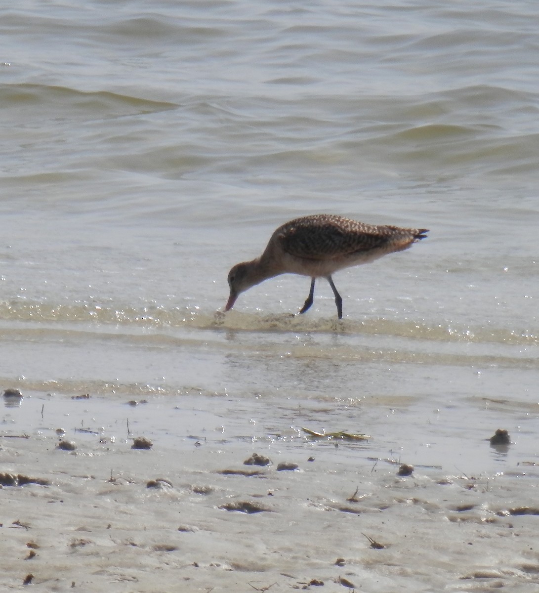 Marbled Godwit - ML141644681