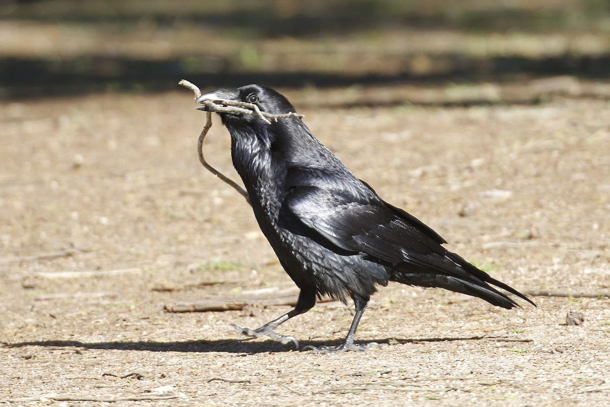 Common Raven - Donna Pomeroy