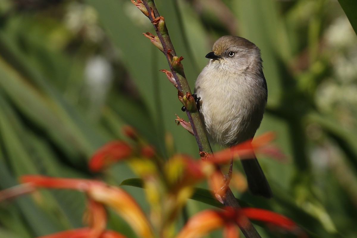 Bushtit - ML141645201